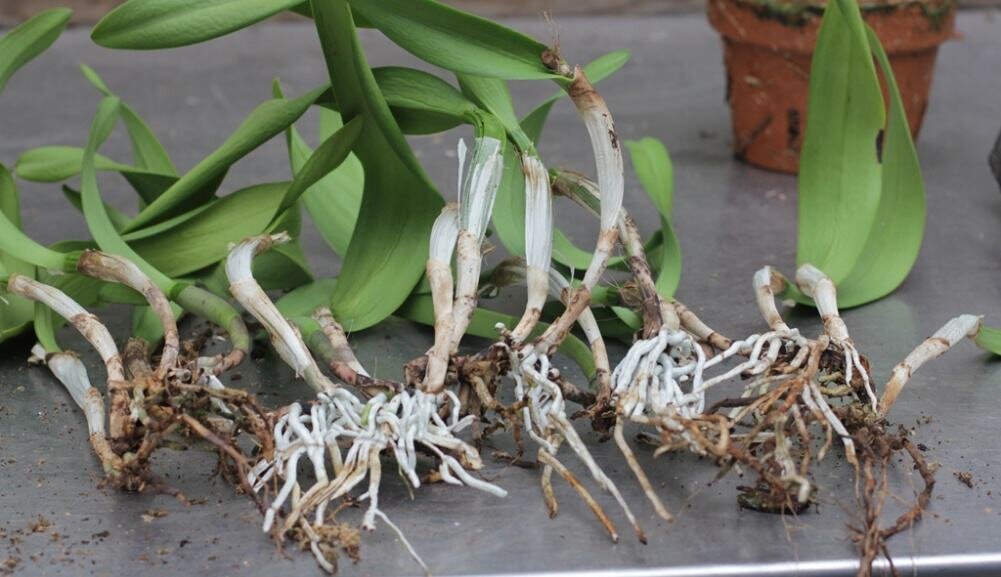 деление корешков