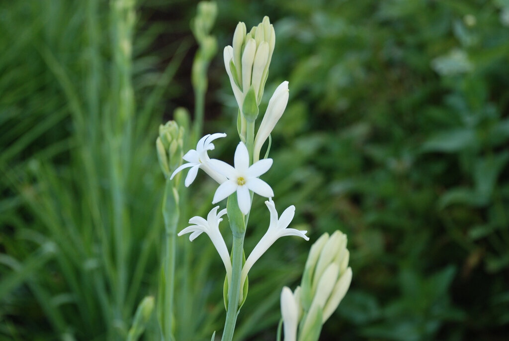 Tuberose