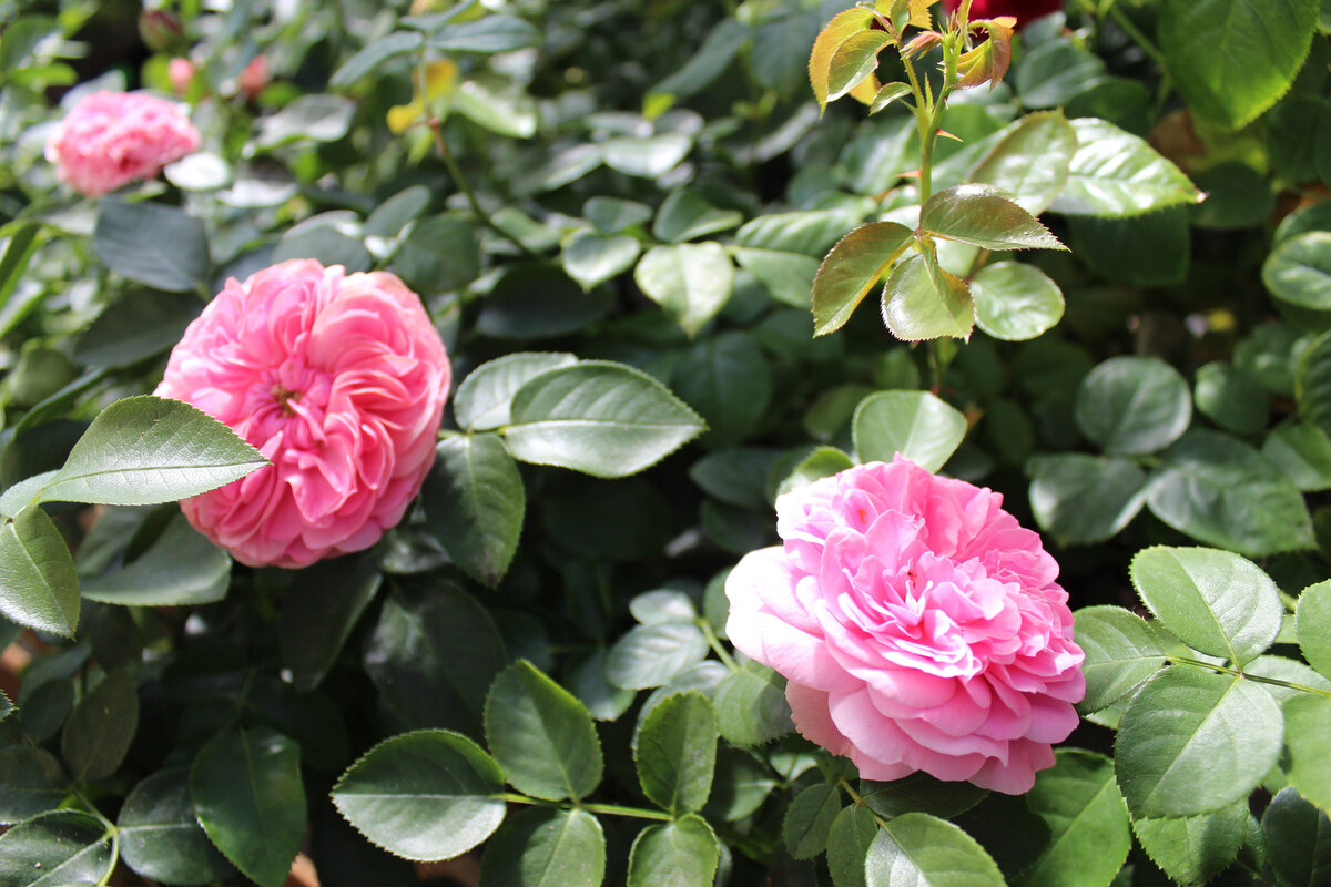 Роза Leonardo da Vinci