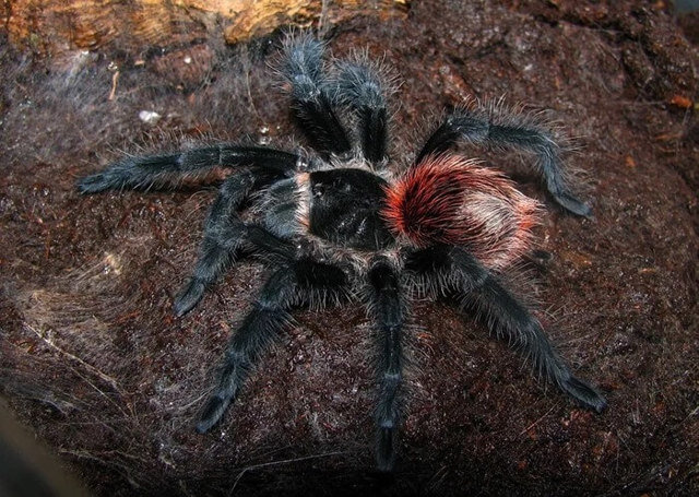 Grammostola anthracina