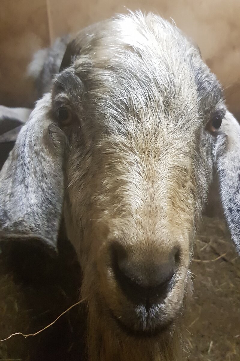 жених для коз