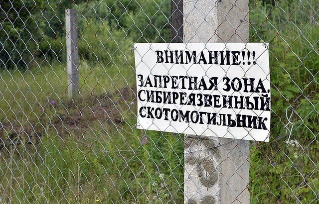 Вот так должен выглядеть сибиреязвенный скотомогильник