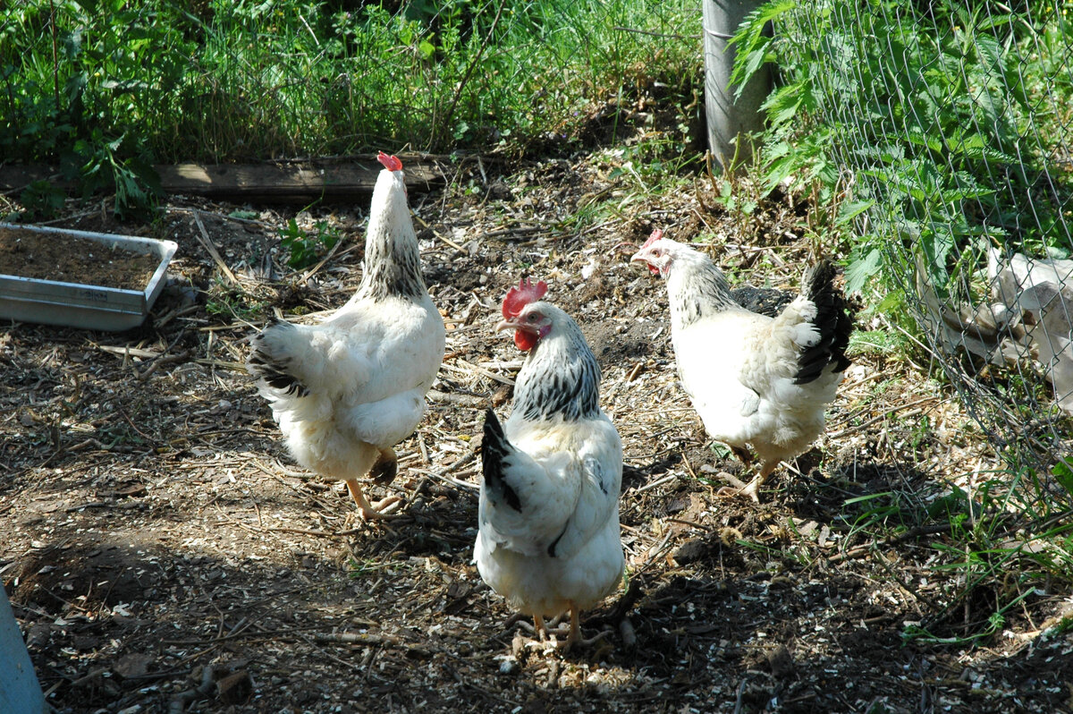 куры породы адлерская серебристая гуляют по загону