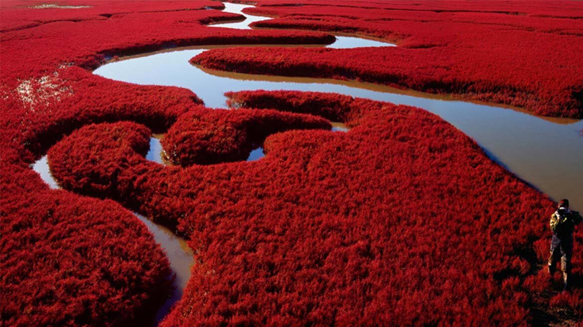 "Красный пляж" Китай. (фото из интернета)