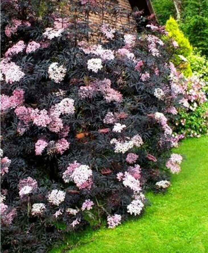 Фото из свободного источника