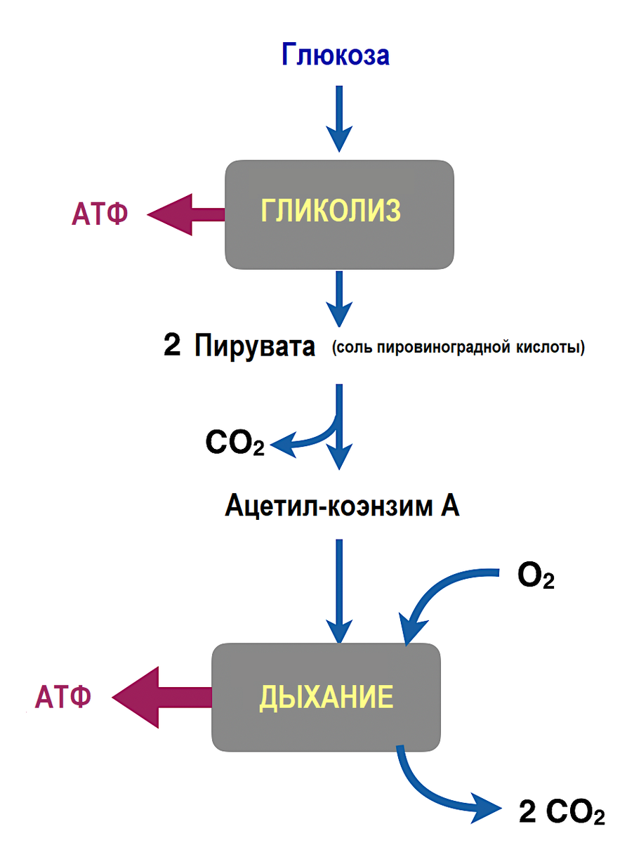 Энергетический обмен гликолиз и брожение