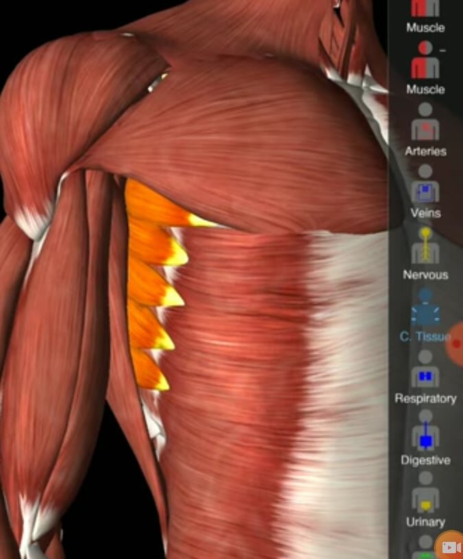 Serratus anterior мышца анатомия