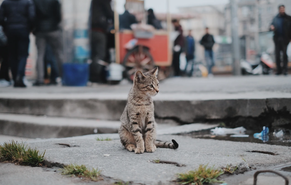 Картинки кошек на улице