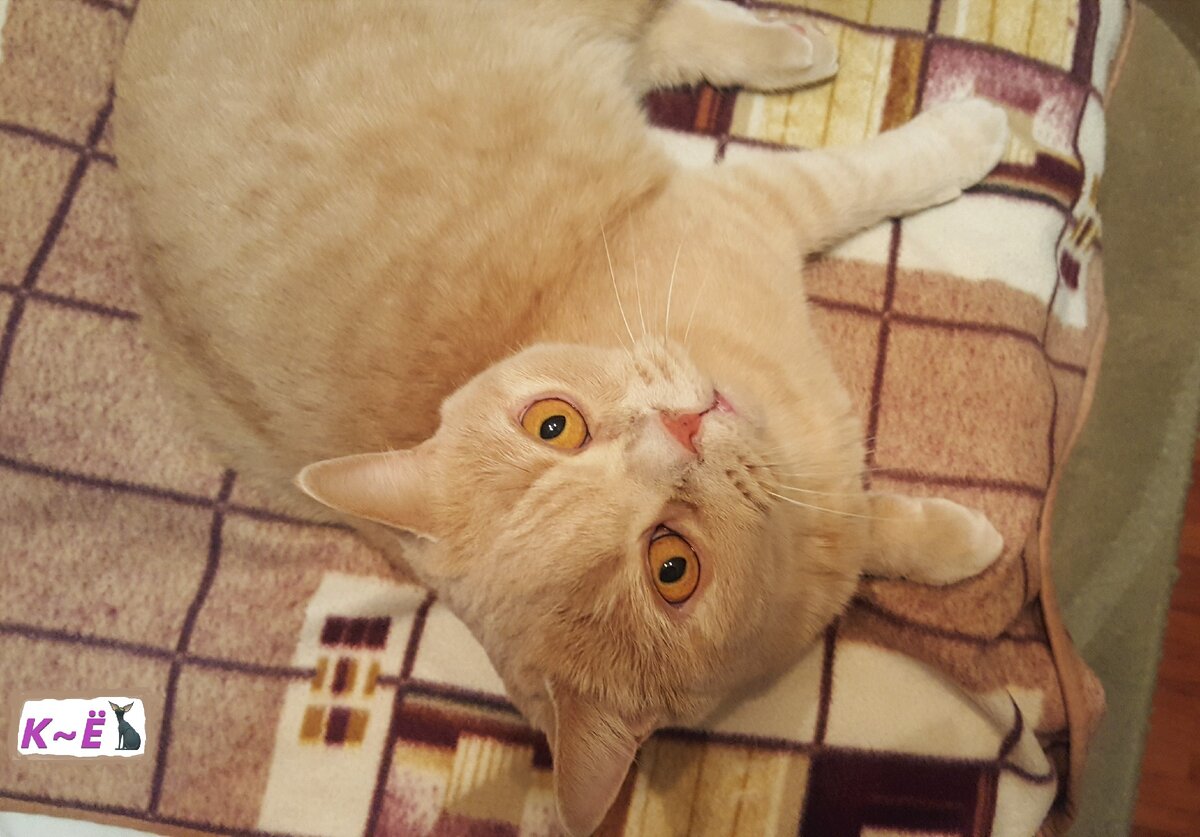 Мотя, наш любимый кот