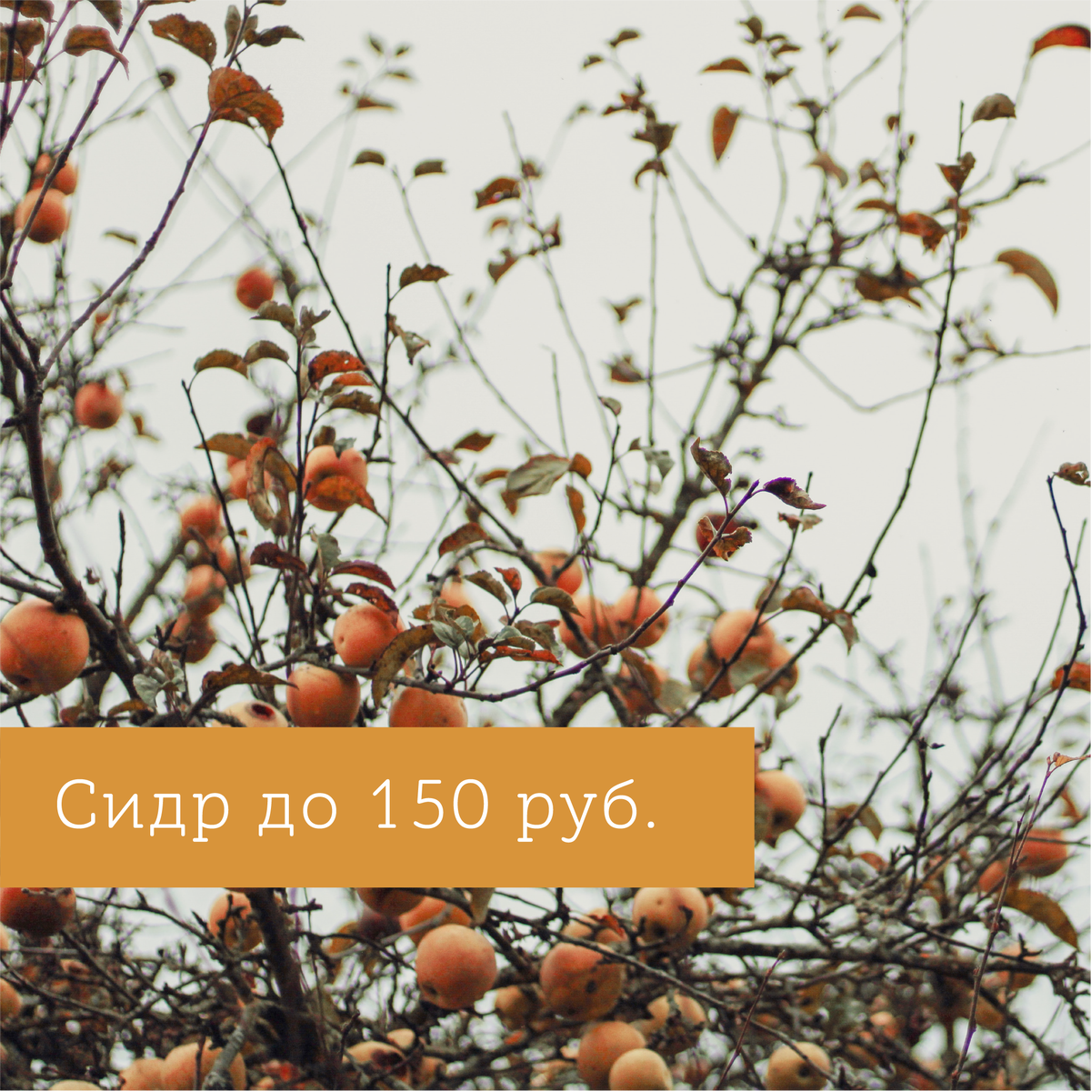 Сидр это вкусно