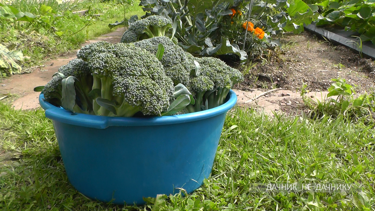 Рассада брокколи. Рассада капусты брокколи. Garten Banban брокколи. Посев брокколи на рассаду