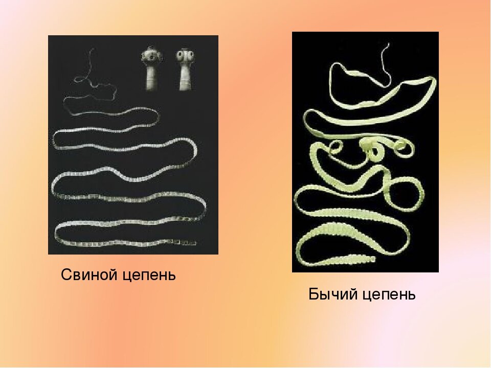 Как выглядят взрослые особи червей. Источник: infourok.ru
