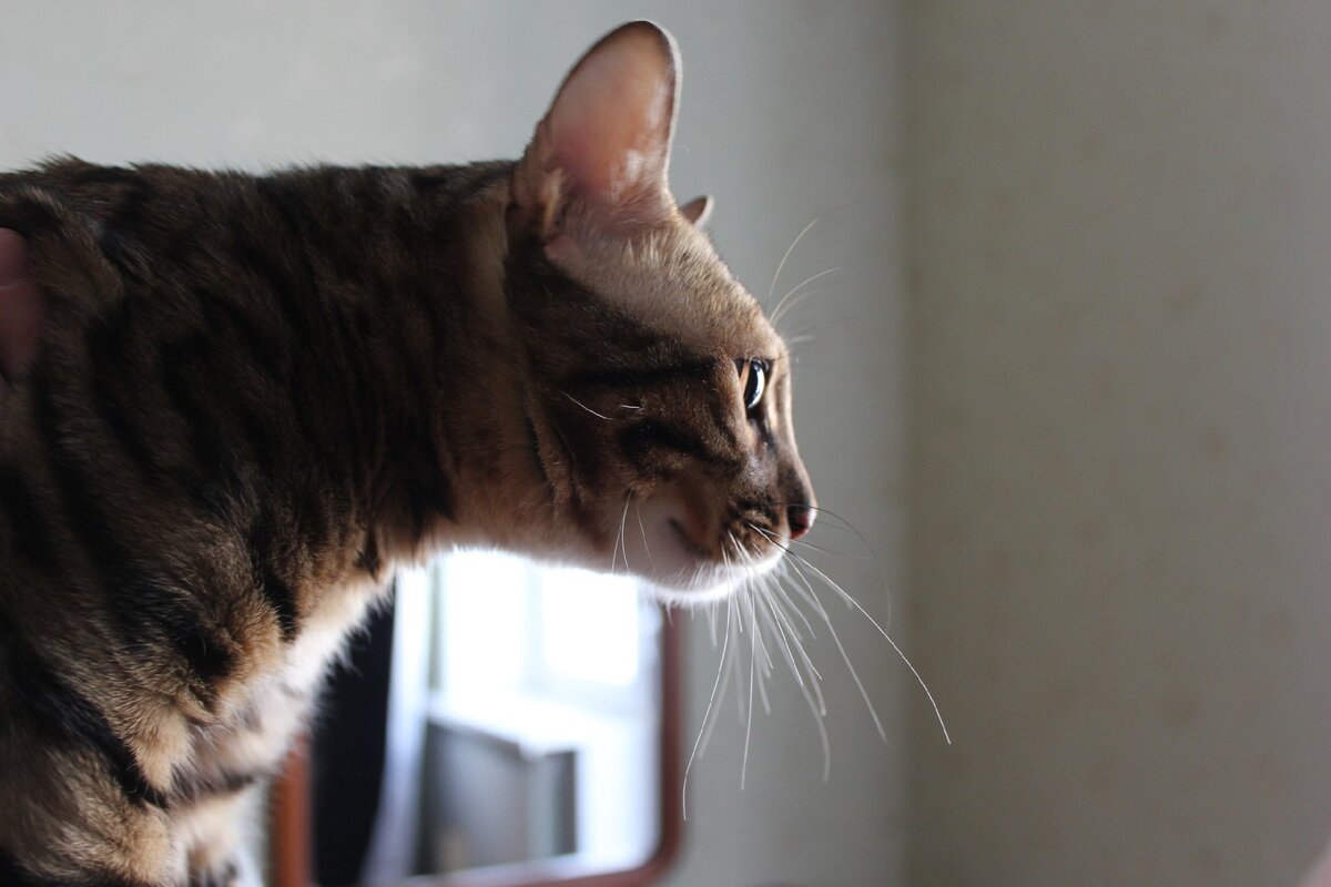 Фото автора | Благородный профиль Марса