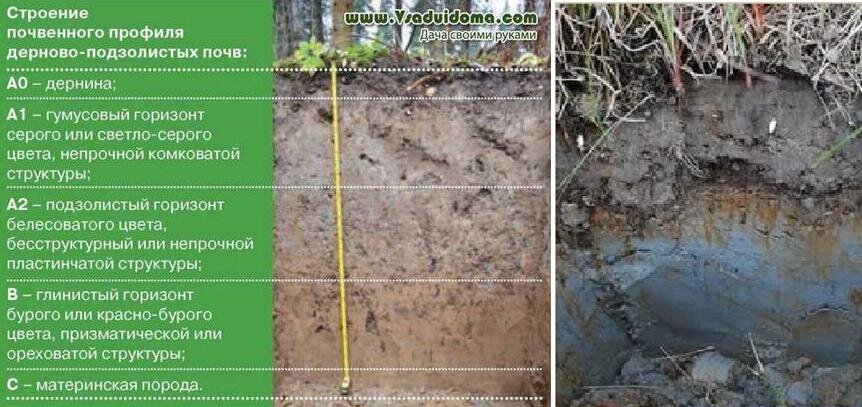 Почвенный профиль дерново подзолистых почв рисунок