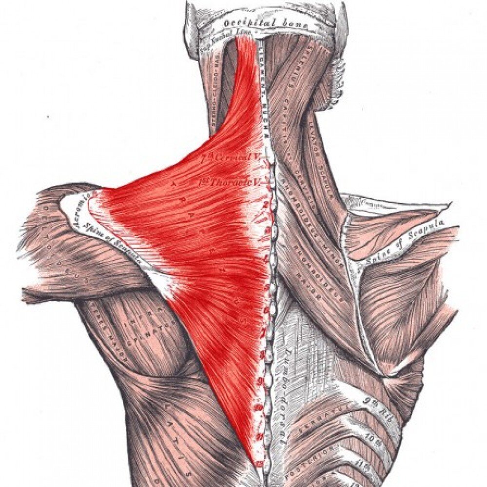 Трапециевидная мышца (m. Trapezius)