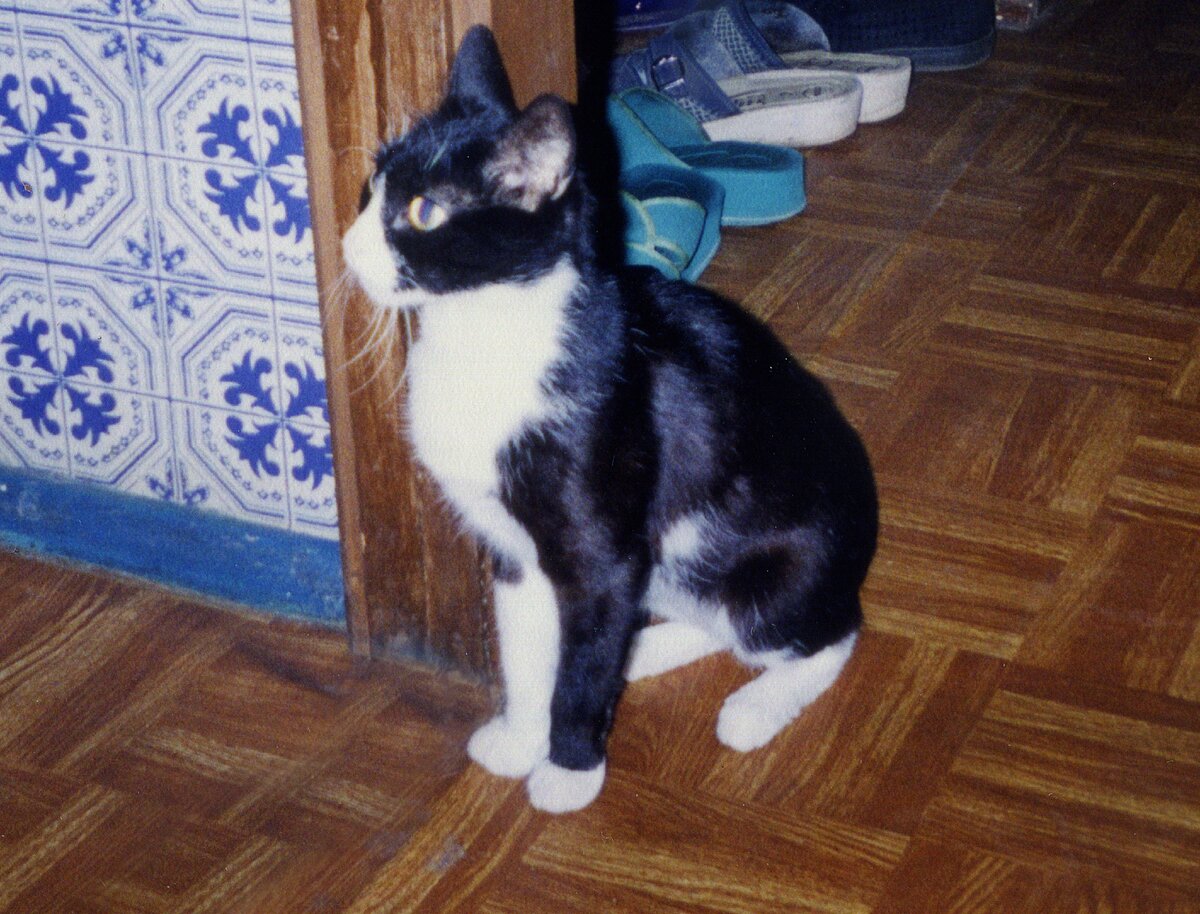 Кошка спрашивала кошку