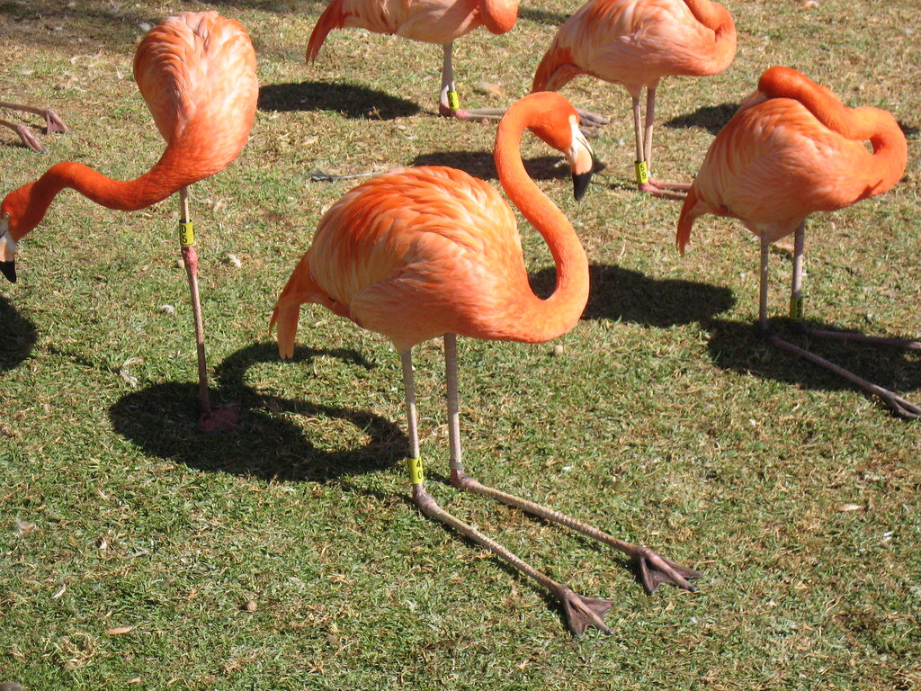 Фламинго, Московский зоопарк. Россия