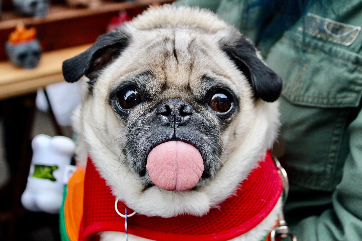 Избалованная собака