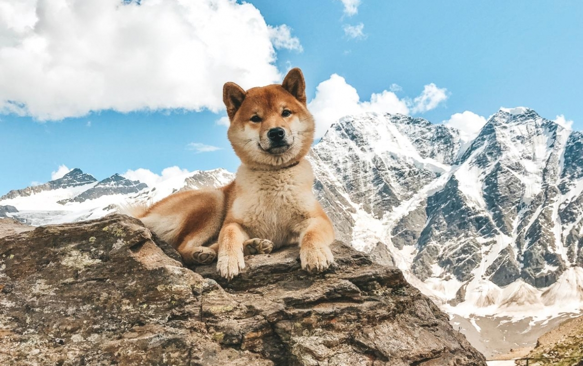 Сиба ину. Пиренейская горная и маламут. Сенбернар рост. Собачье горе. Афганистан кабул сельское хозяйство -ослы.