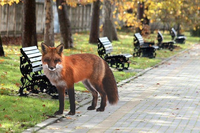 Странный лес