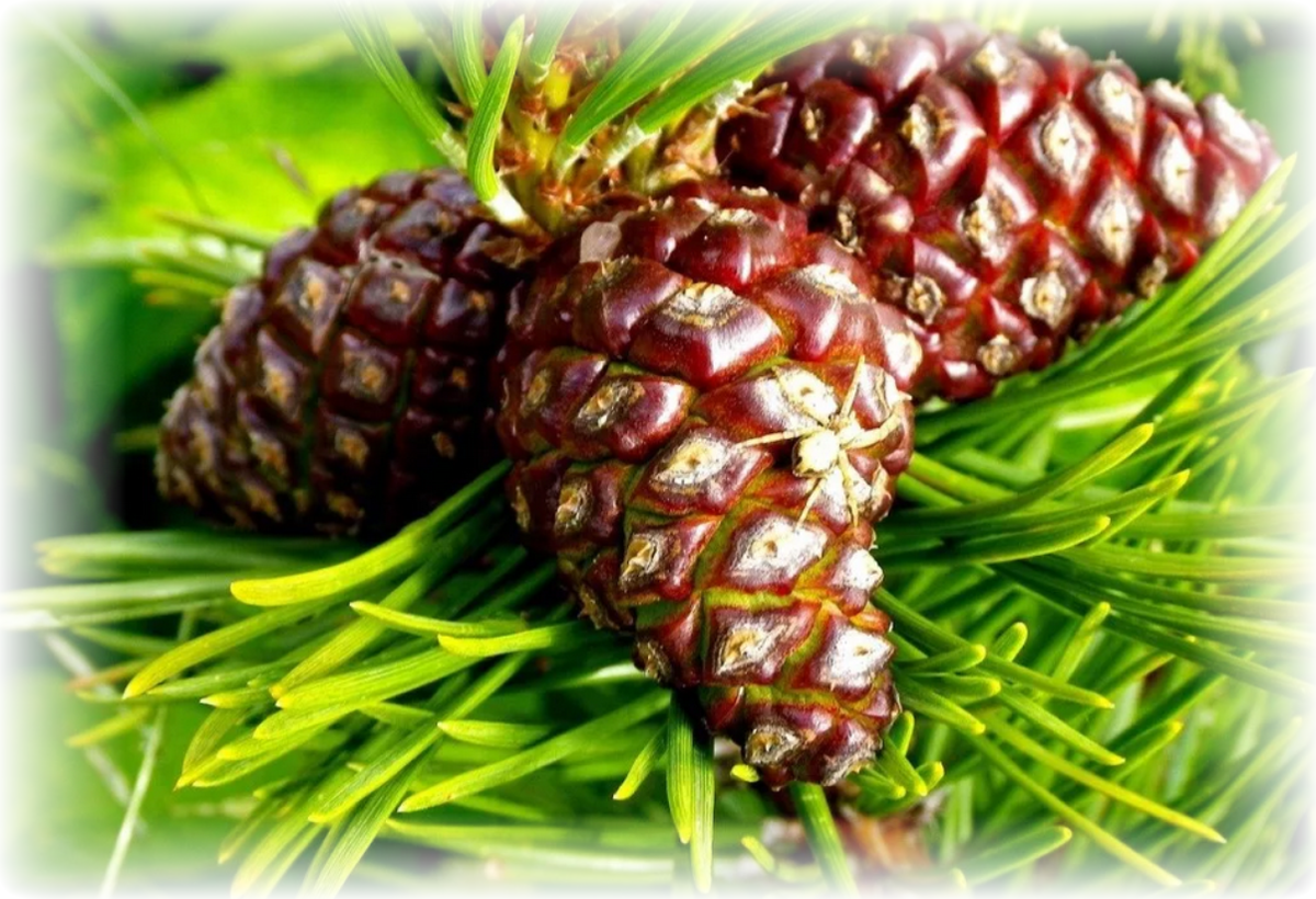 Варенье из шишек