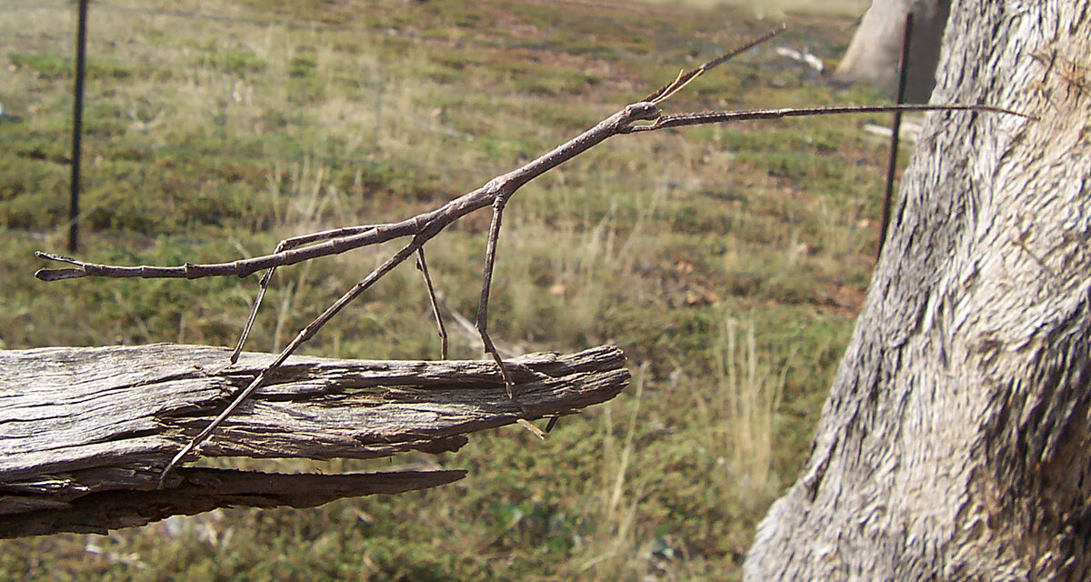 Палочник - самое крупное современное насекомое размером с кошку