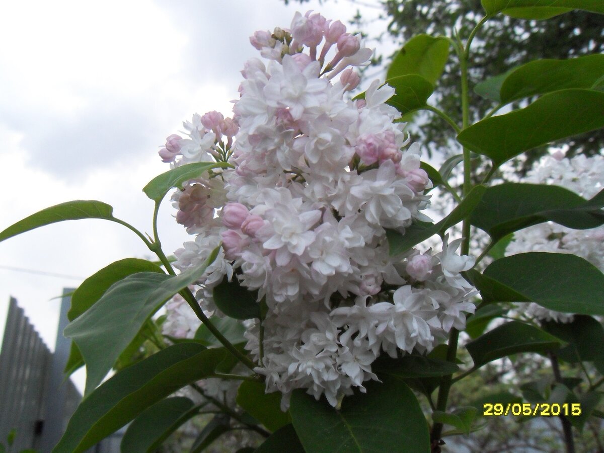 Фото автора: "Красавица Москвы"