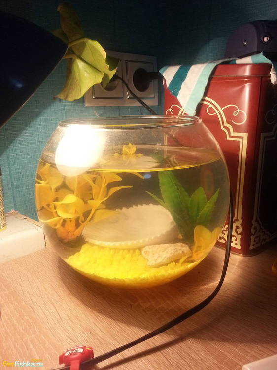 Пример неправильно выбранного грунта и декораций. Рыбки здесь жить не смогут. Листайте дальше