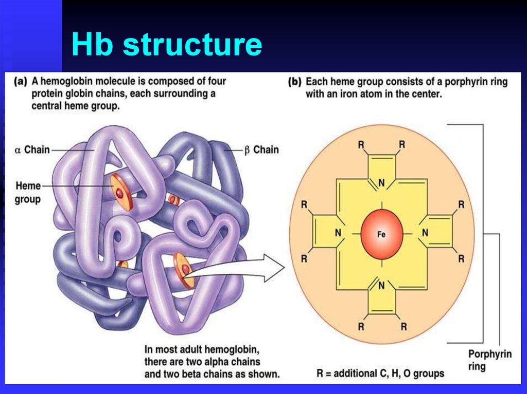 4 of each. Структура молекулы гемоглобина. Haemoglobin structure. Гемоглобин, хлорофилл, порфирин. Порфирины это гемоглобин.