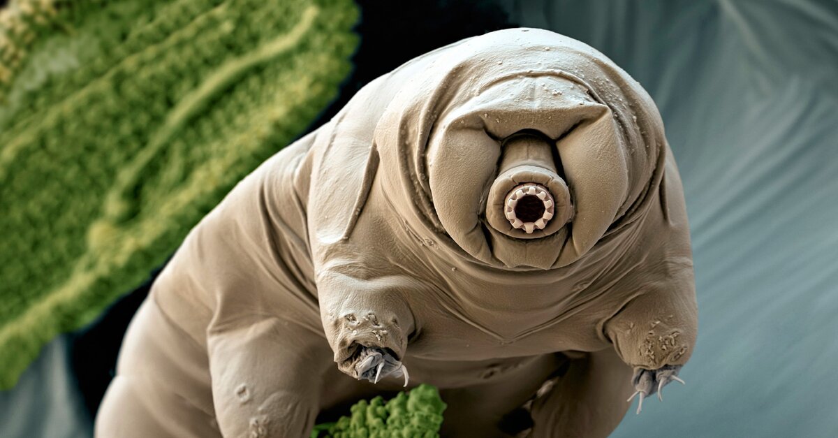 Примерно 10 % тихоходок — морские обитатели, другие встречаются в пресноводных водоёмах, однако большинство населяет мхи и лишайники на земле, деревьях, скалах и каменных стенах. Количество тихоходок во мхе может быть очень велико — сотни, даже тысячи особей в 1 г высушенного мха.