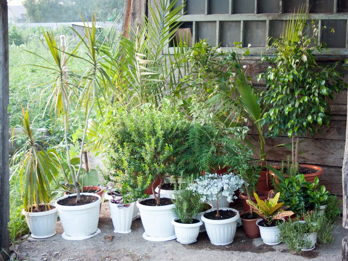 2018 год - растения на улице