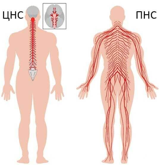 Центральная и периферическая нервная система человека 