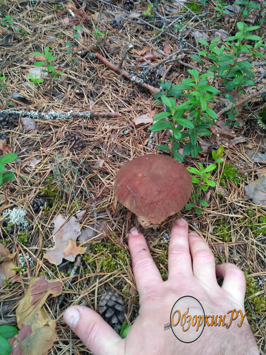 Белый гриб фото Обзоркин.РУ