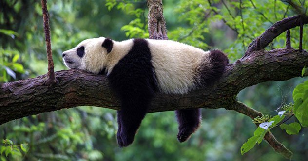 Почему у панды такие маленькие щенки: научное объяснение и интересные факты
