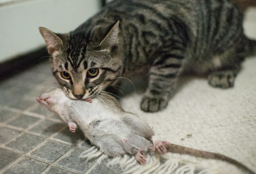 Иллюстративное изображение из открытых источников