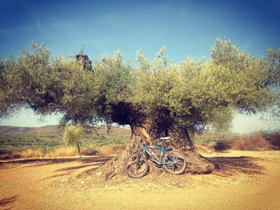 Фото Амадора Песета. Рестовратор монументальных олив.