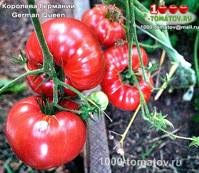Томат Королева Германии German Queen фото 2