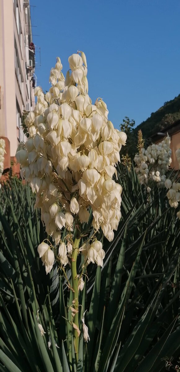 Растение во дворе