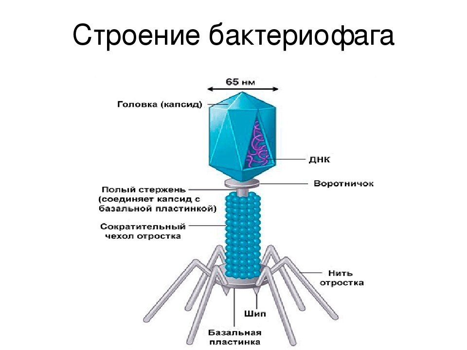 КАртинка из интернета