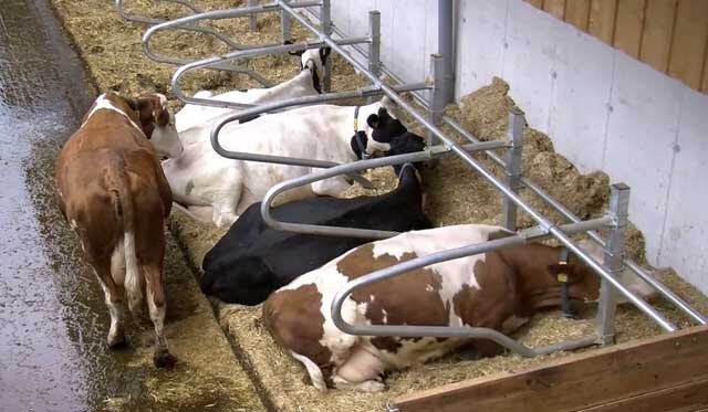 Конечно, стойловое содержание коров не так полезно для животных, как пастбищное.-2