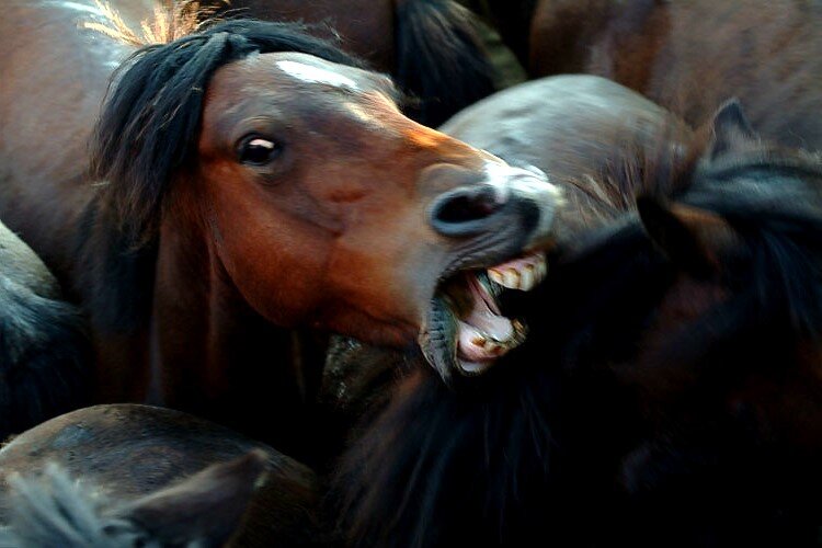 Почему нельзя гладить лошадь?