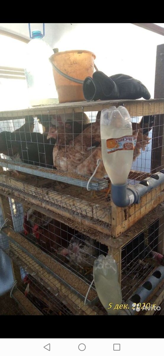 Фото с сайта Авито.ру