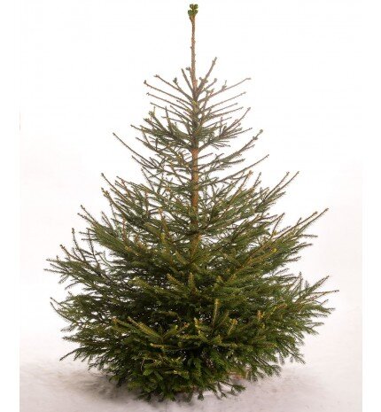 Правда, красивое деревце вырастили датчане на продажу? Картинка с сайта https://julpaahjul.dk/roedgran-1-00-1-25