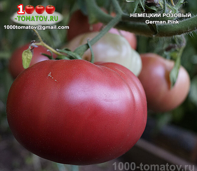 Немецкий розовый  German Pink фото 1