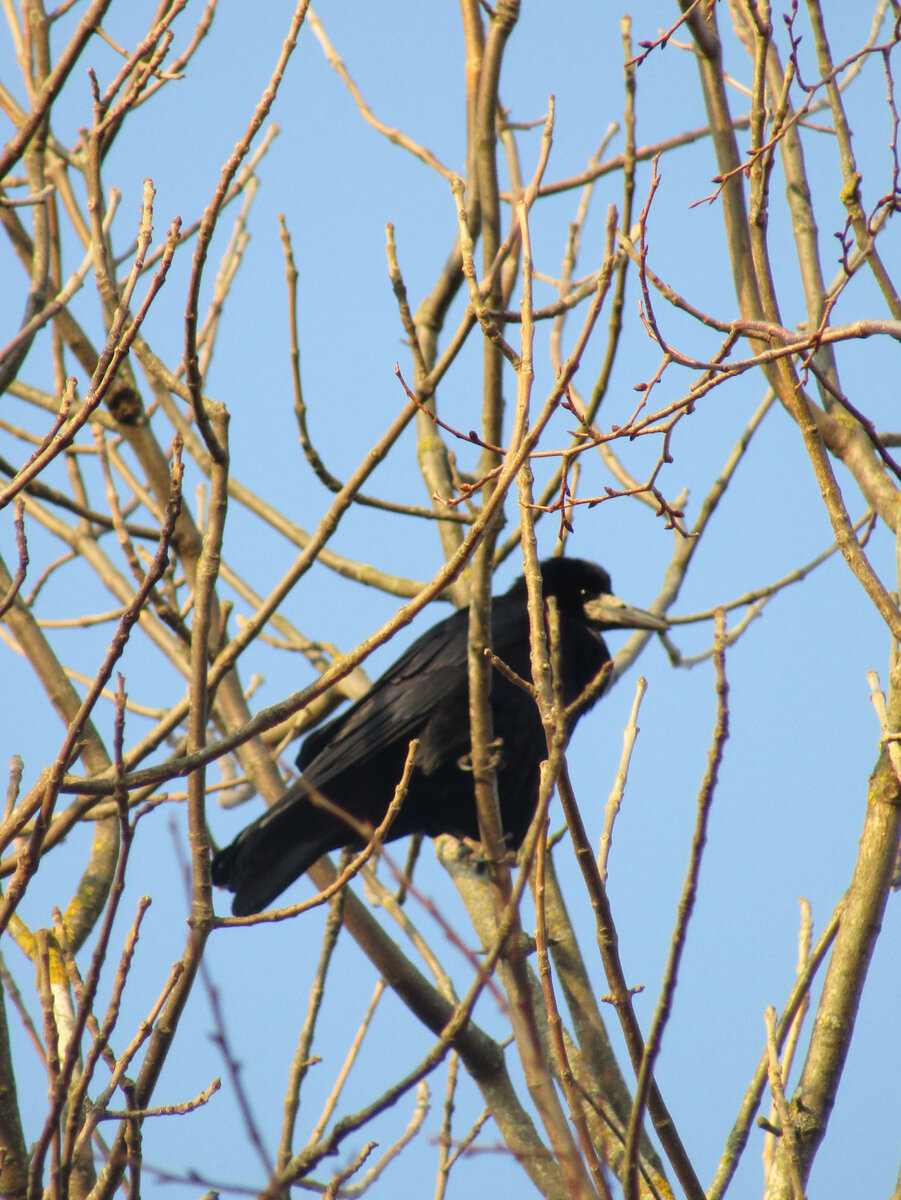 Какие птицы прилетают весной: 15 видов с фото | Маленькие открытия | Дзен