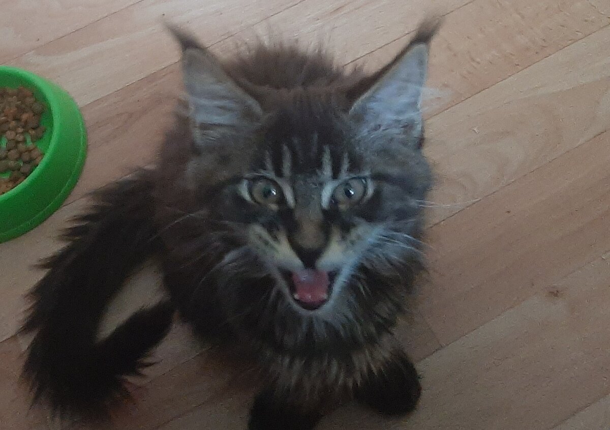 Греция 2,5месяца.