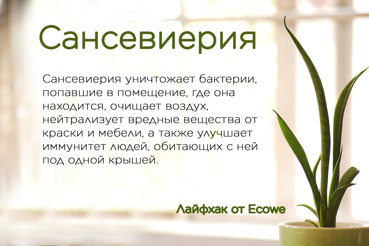 Комнатные цветы. Польза или красота? | Ecowe | Дзен