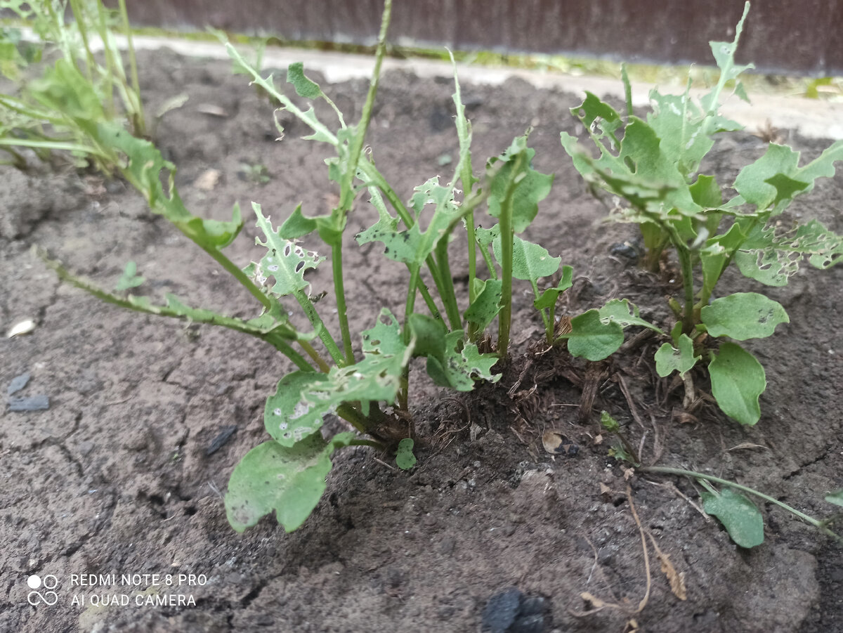 Бедный щавель