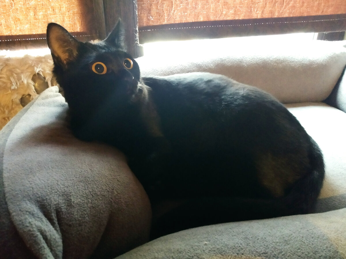Кот Тихон. 