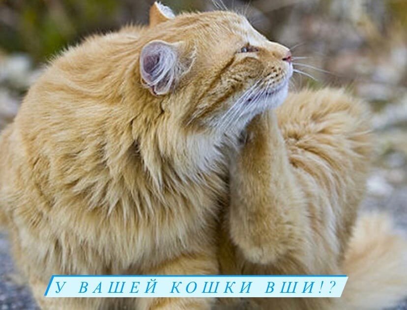 У вашей кошки вши?